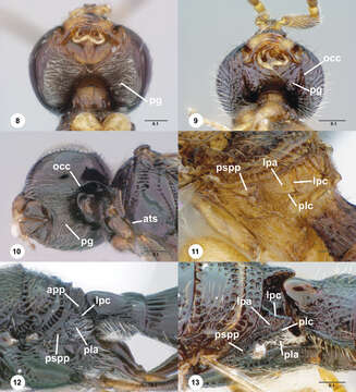 Image of Paridris saurotos Talamas