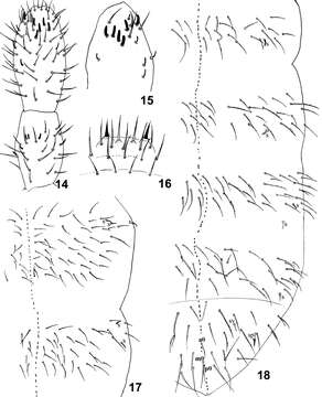 Image of Isotomiella uai de Mendonça, MC, Abrantes, EA, Neves & Acr 2012