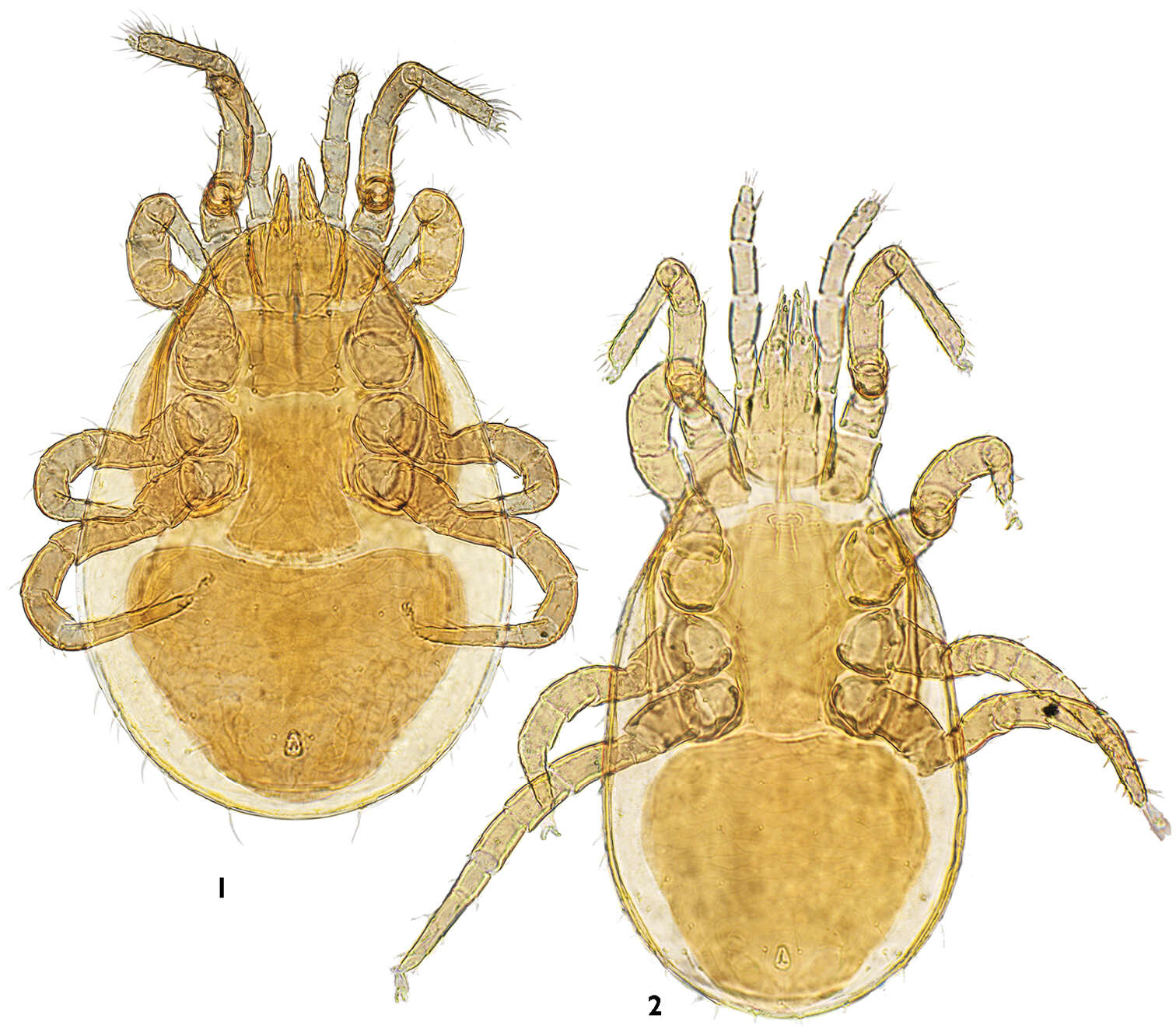 Image of Ascidae