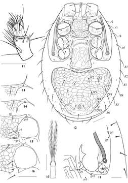 Image de Ascidae