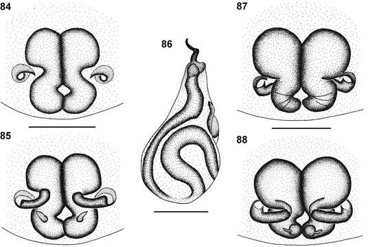 Image of Cambalida lineata Haddad 2012