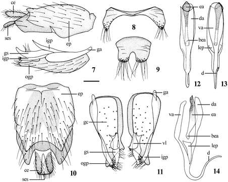 Image of Dialineura