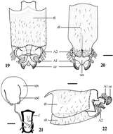 Image of Dialineura