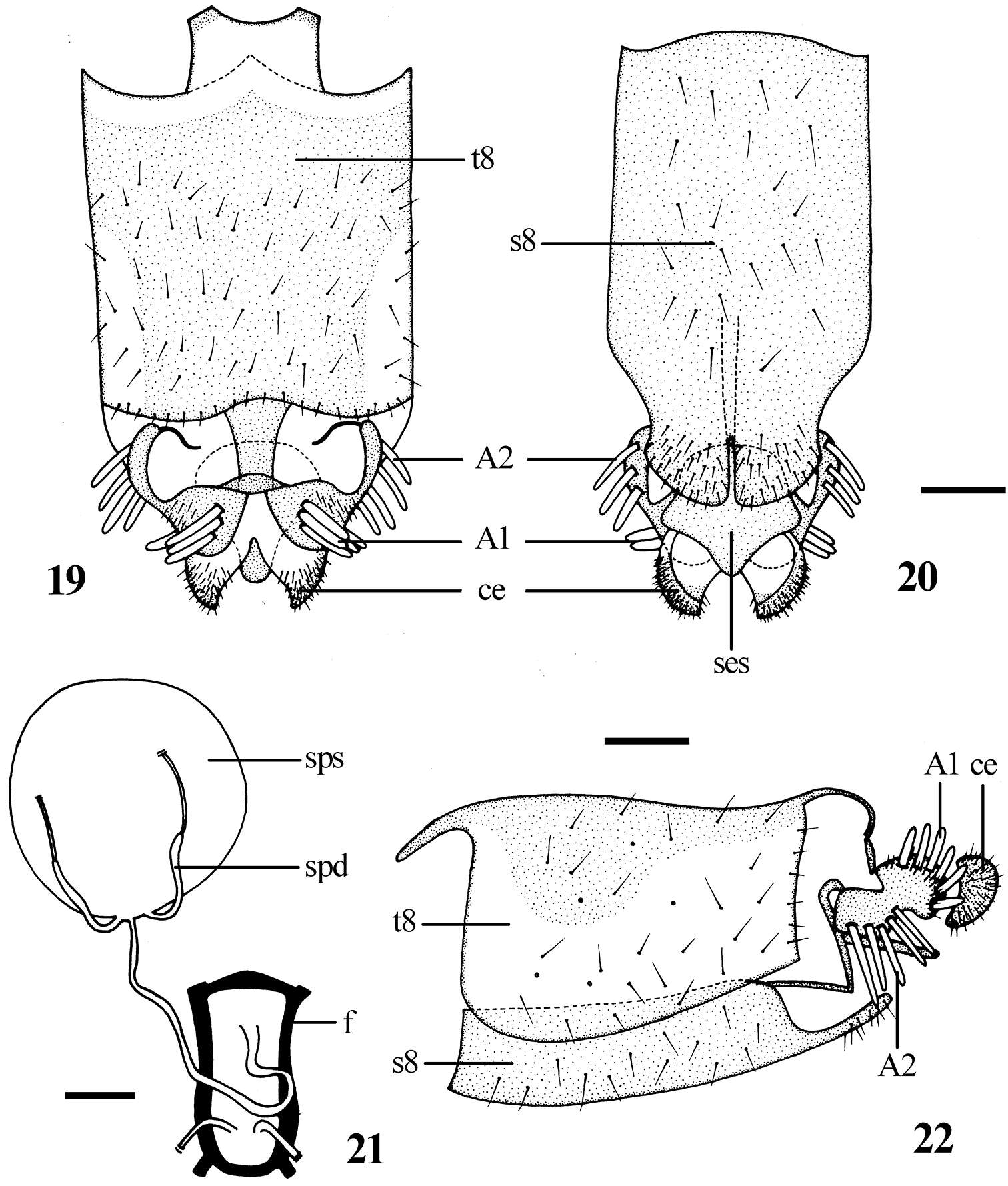 Image of Dialineura