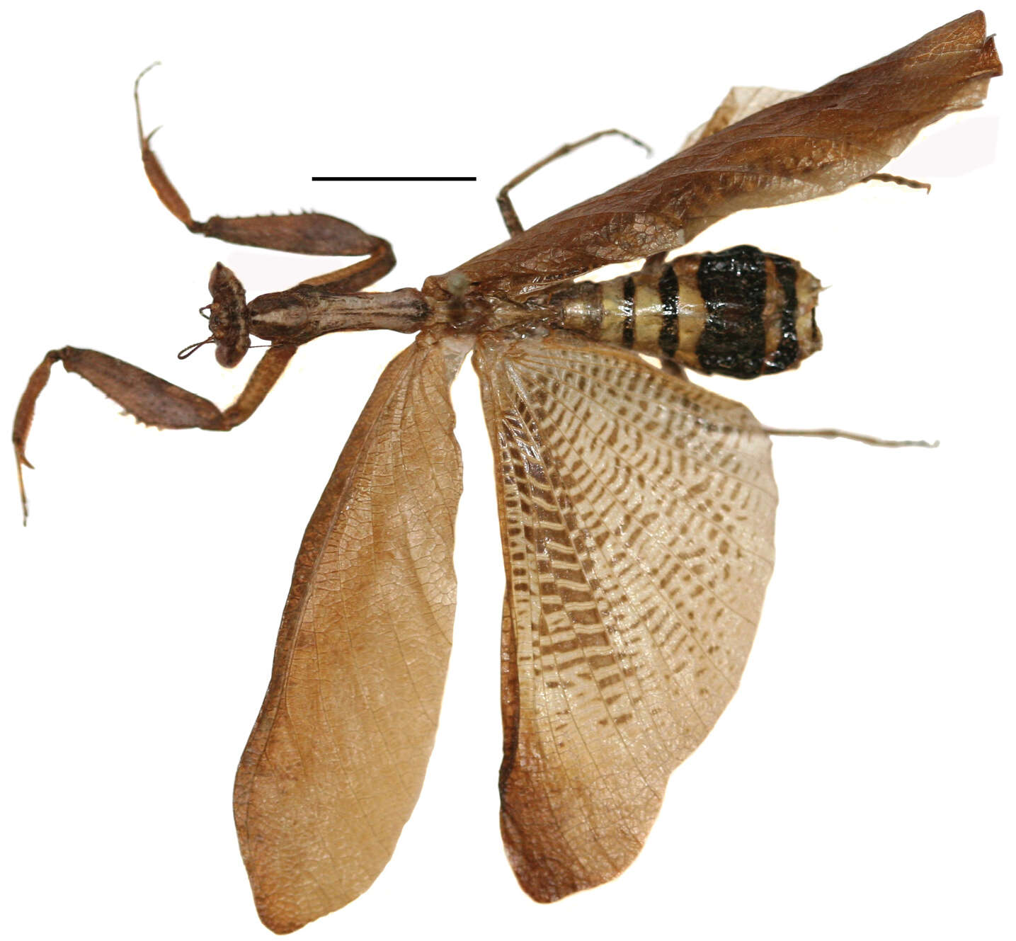 Image of Acanthopidae