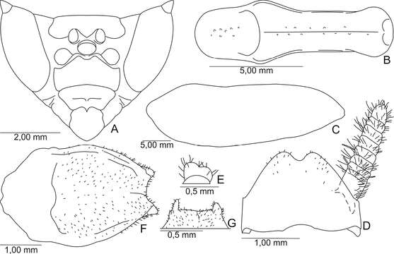 Image of Decimiana