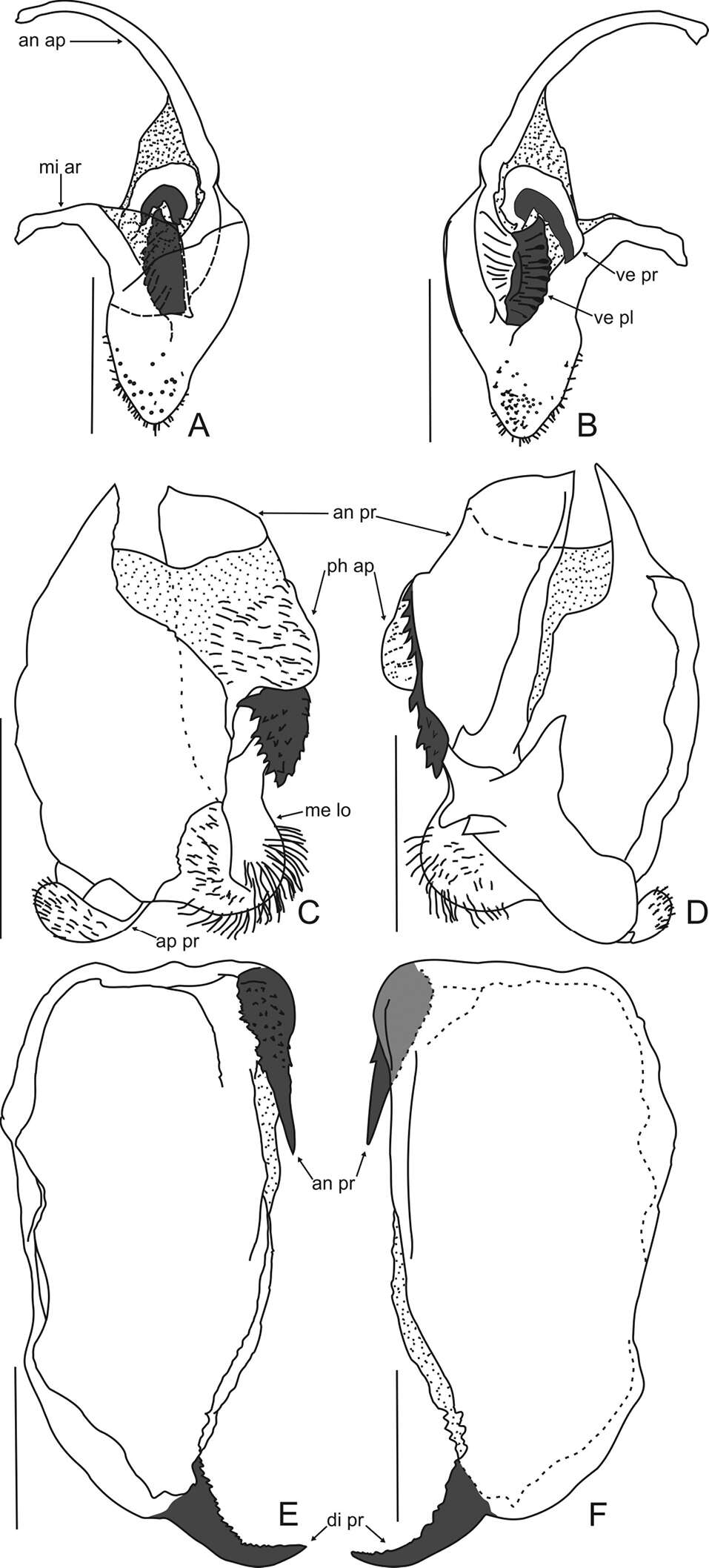 Imagem de Acanthopidae