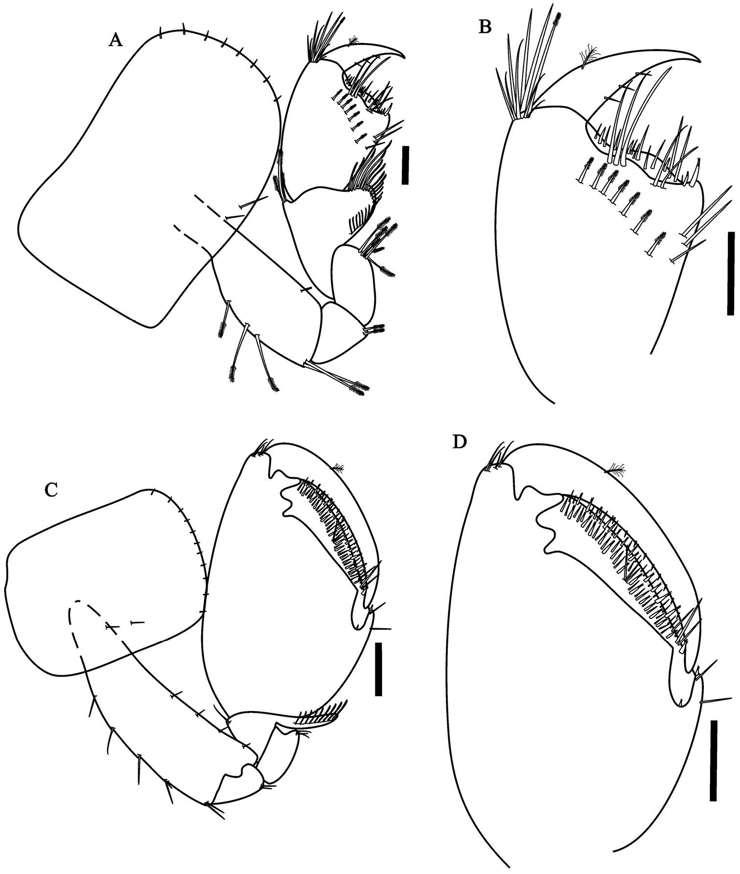 Image of Hyalella imbya Rodrigues & Bueno 2012