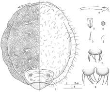 Hormaphididae resmi