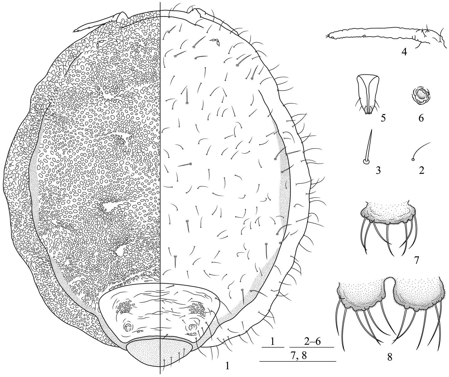 Image of Hormaphididae