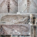 Image of Orientisargus illecebrosus Zhang 2012