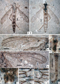 صورة Orientisargidae