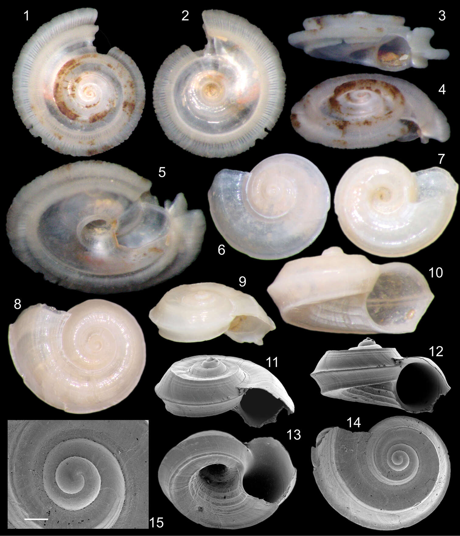 Image de Cyclostremiscus Pilsbry & Olsson 1945