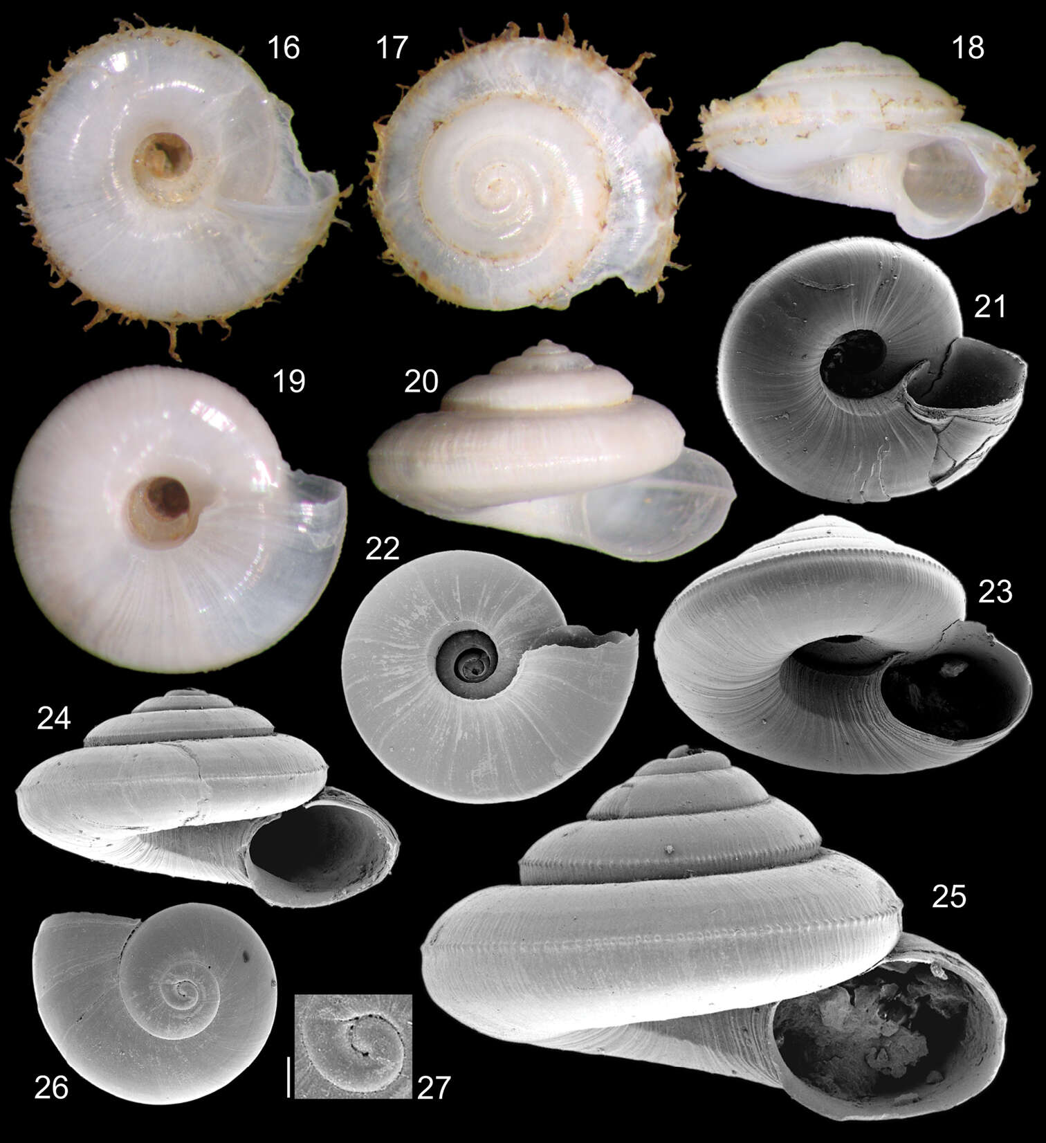 Image of Episcynia Mörch 1875