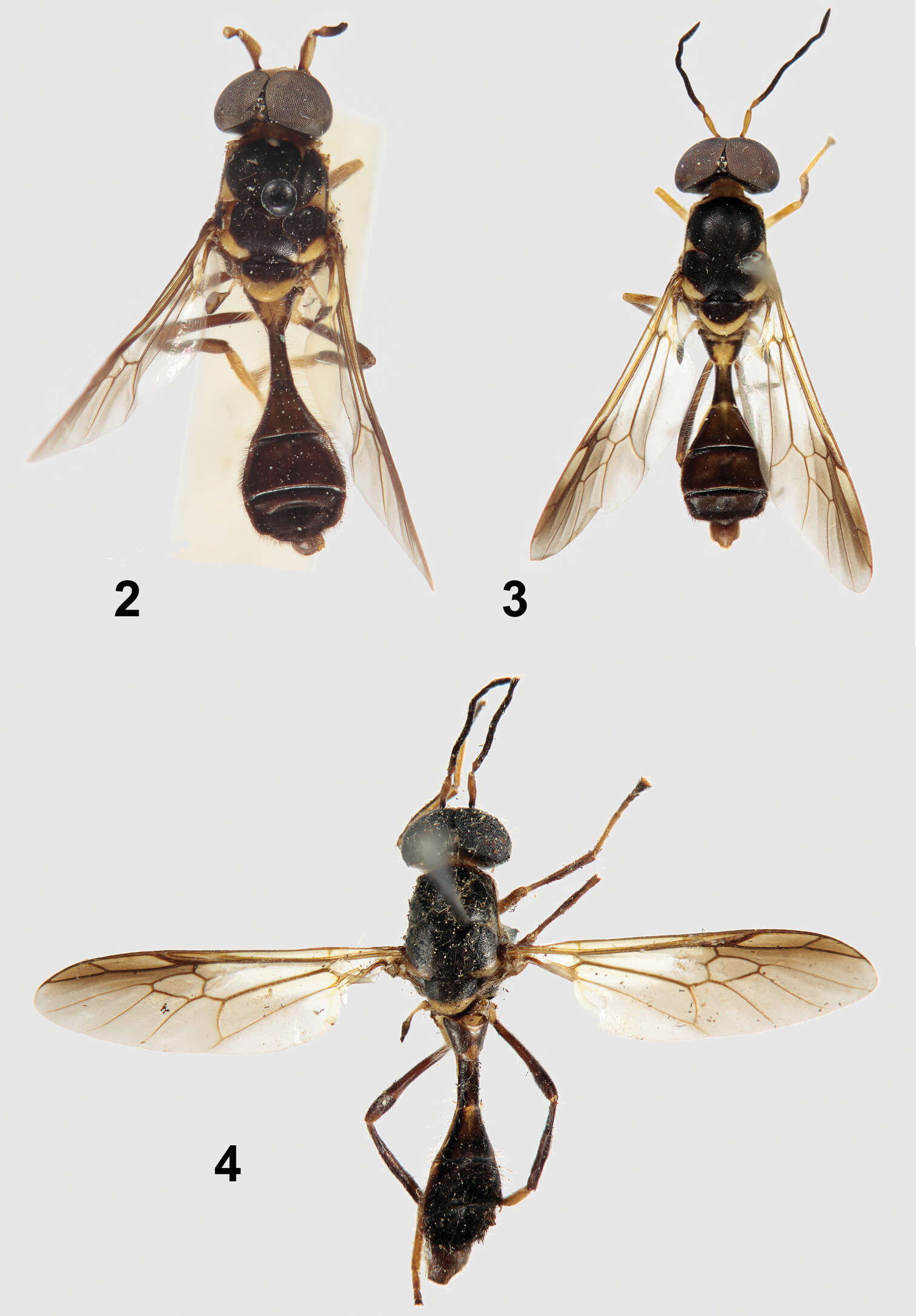 Image of Parastratiosphecomyia freidbergi Woodley