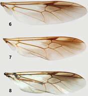 Image of Parastratiosphecomyia freidbergi Woodley