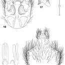 Image of Parastratiosphecomyia freidbergi Woodley