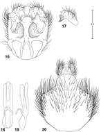 Image of Parastratiosphecomyia freidbergi Woodley