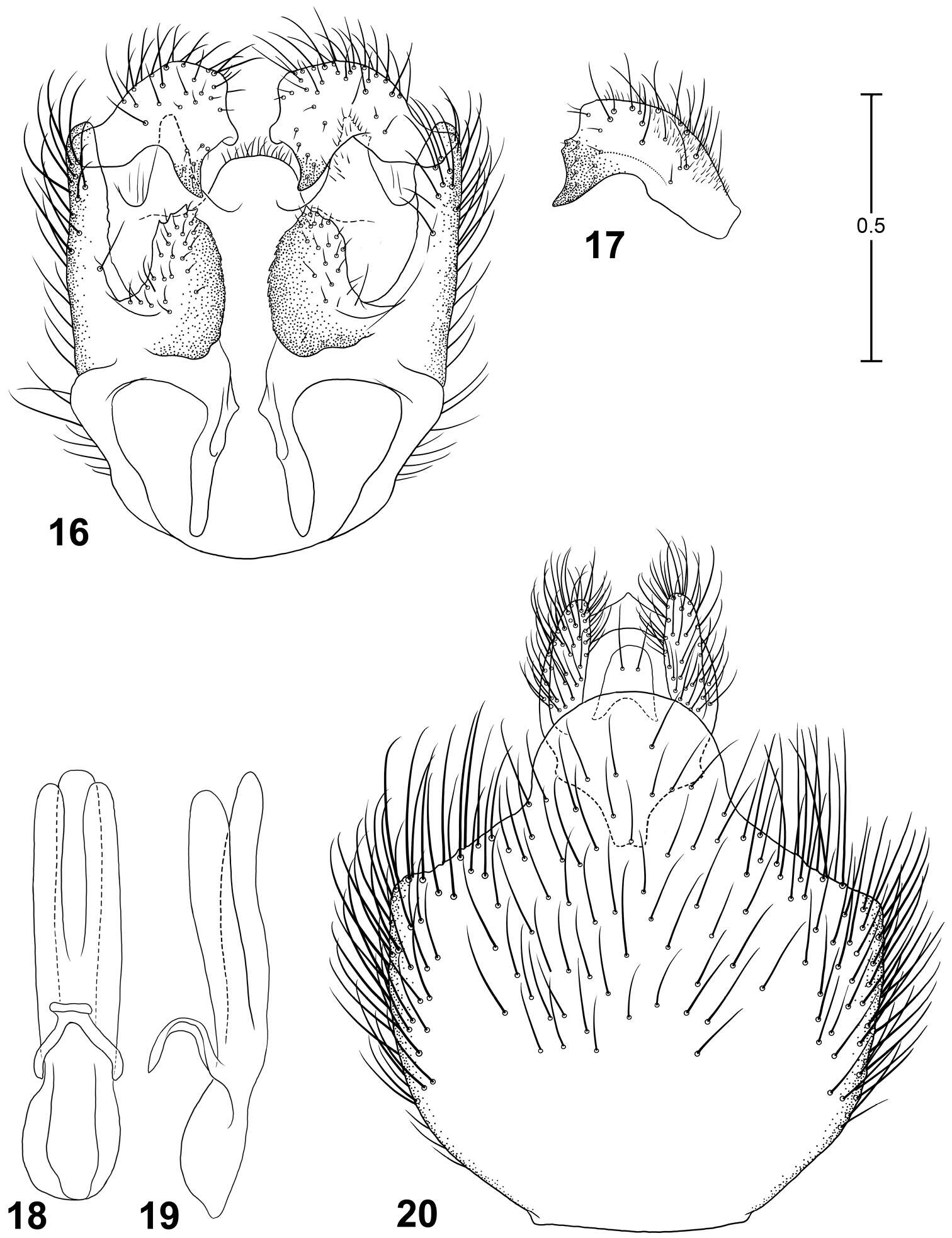 Image of Parastratiosphecomyia freidbergi Woodley