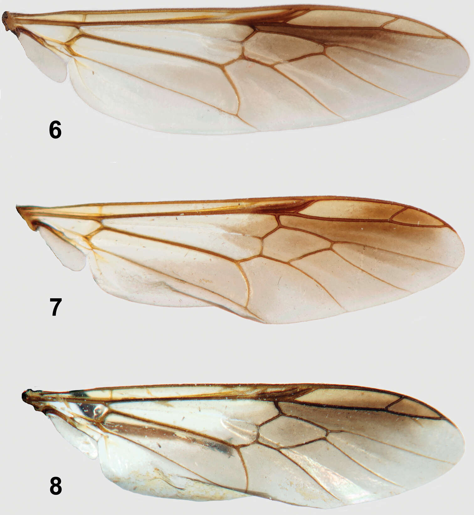 Image of Parastratiosphecomyia