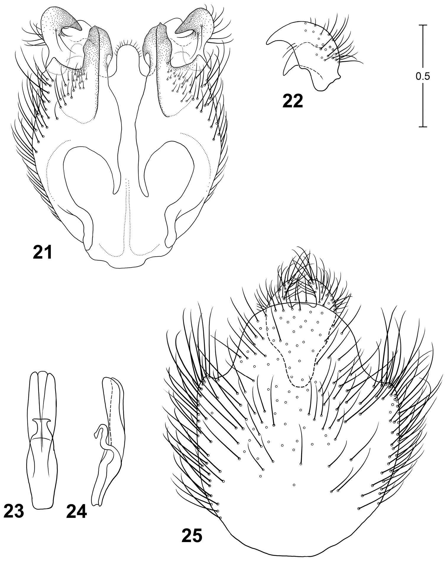 Image of Parastratiosphecomyia