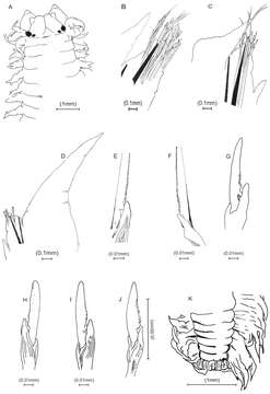 Nereididae resmi