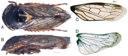 Image of Tardrabassus pakneunensis Dai & Dietrich 2012