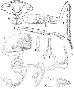 Image of Tardrabassus pakneunensis Dai & Dietrich 2012