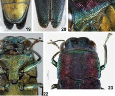 Image of Agrilus crepuscularis Jendek & Chamorro