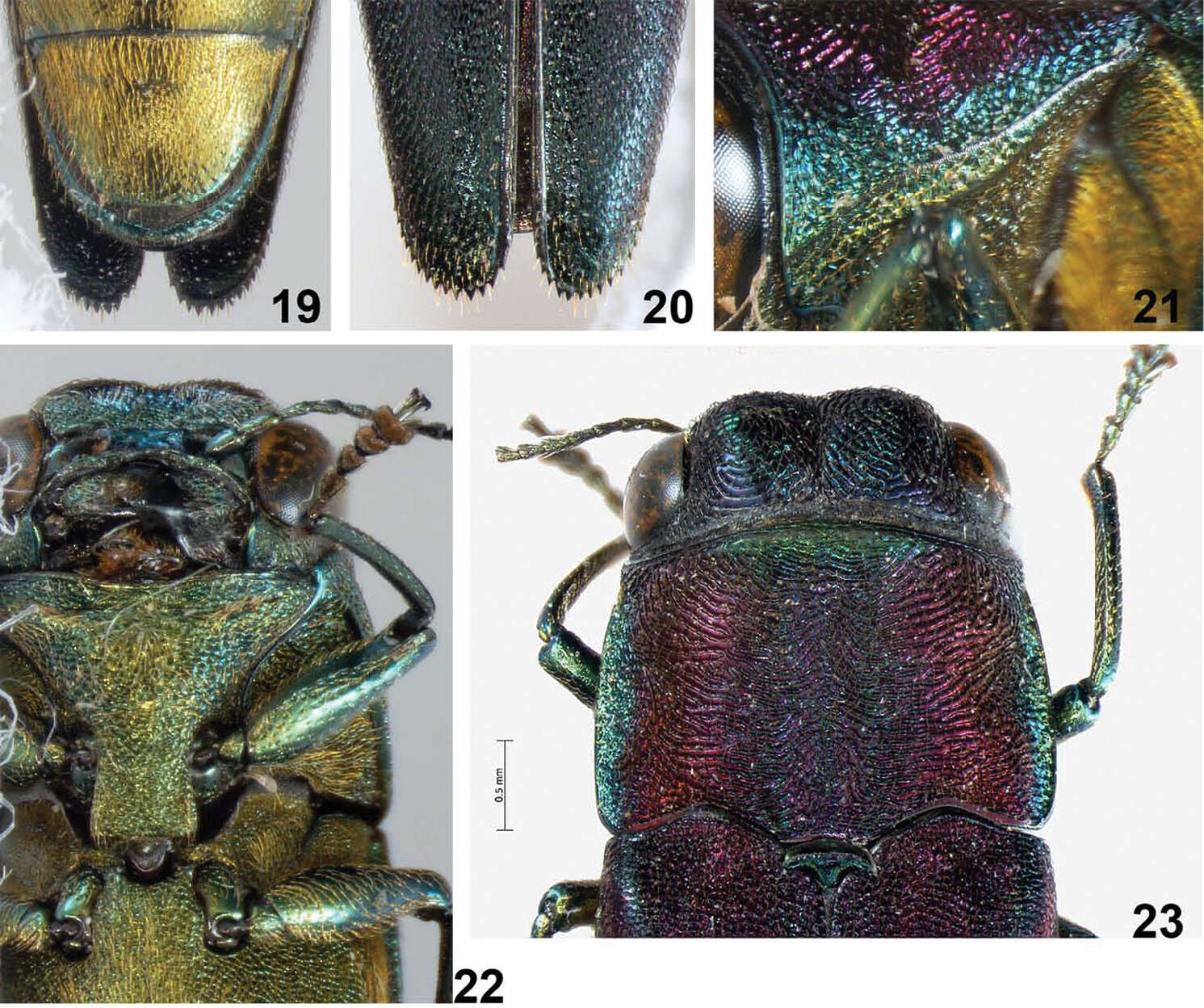 Imagem de Agrilus crepuscularis Jendek & Chamorro