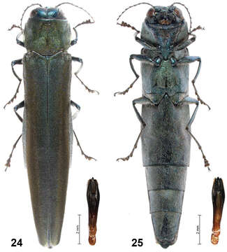 Image de Agrilus pseudolubopetri Jendek & Chamorro