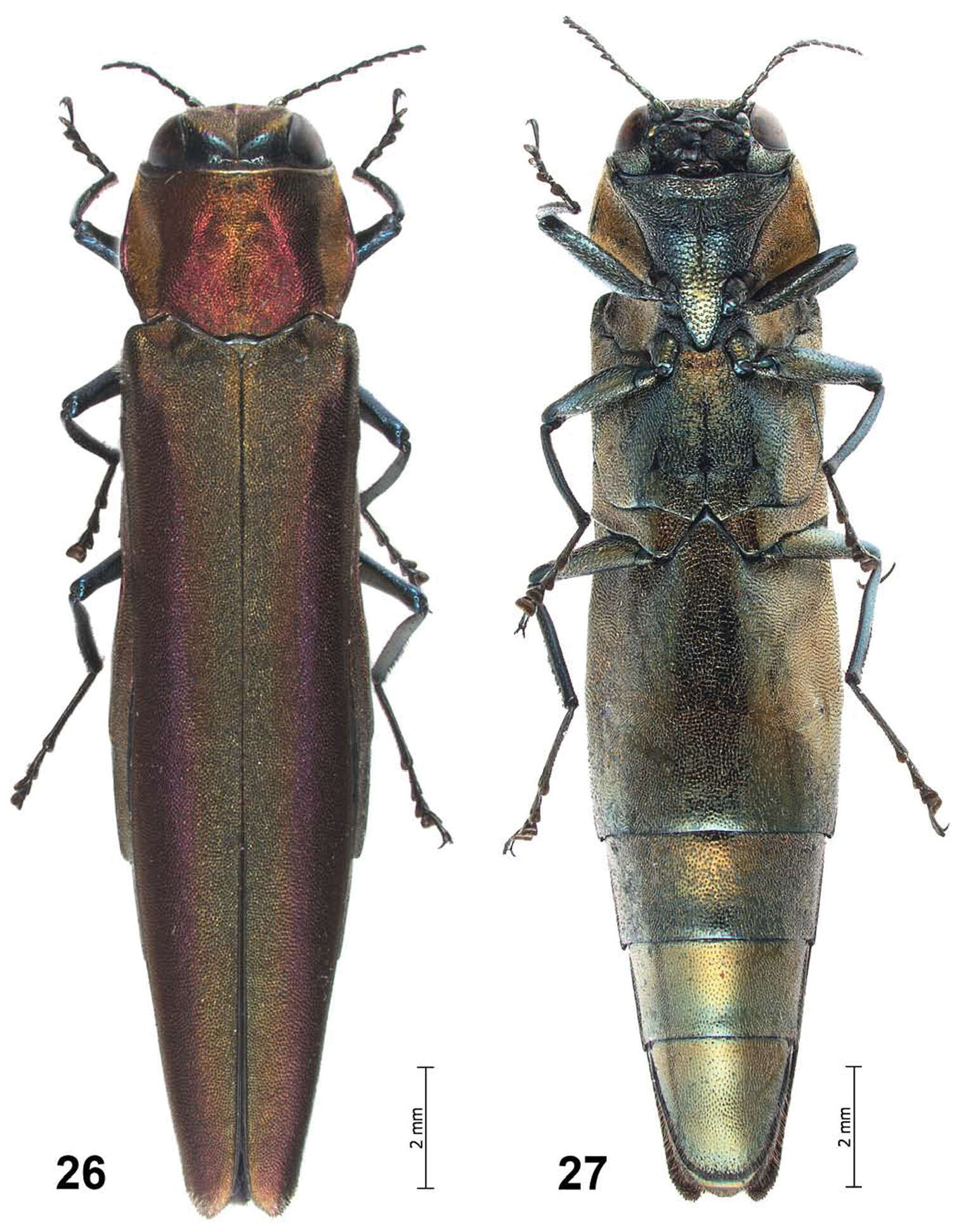 Image of Agrilus pseudolubopetri Jendek & Chamorro
