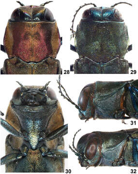 Image de Agrilus pseudolubopetri Jendek & Chamorro