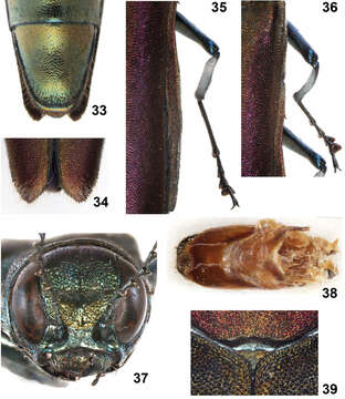 Image de Agrilus pseudolubopetri Jendek & Chamorro