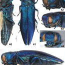 Image de Agrilus sapphirinus Jendek & Chamorro