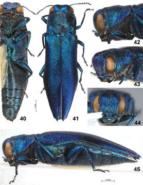 Image de Agrilus sapphirinus Jendek & Chamorro