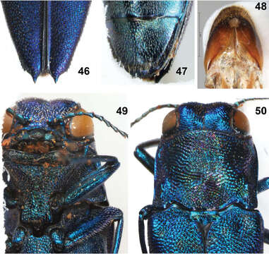 Слика од Agrilus sapphirinus Jendek & Chamorro