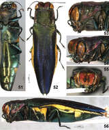 Image de Agrilus seramensis Jendek & Chamorro