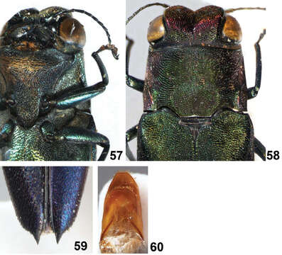 Image of Agrilus seramensis Jendek & Chamorro