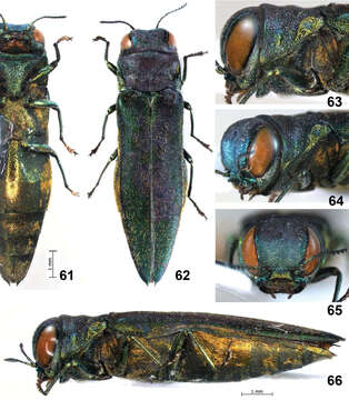 Слика од Agrilus spineus Jendek & Chamorro