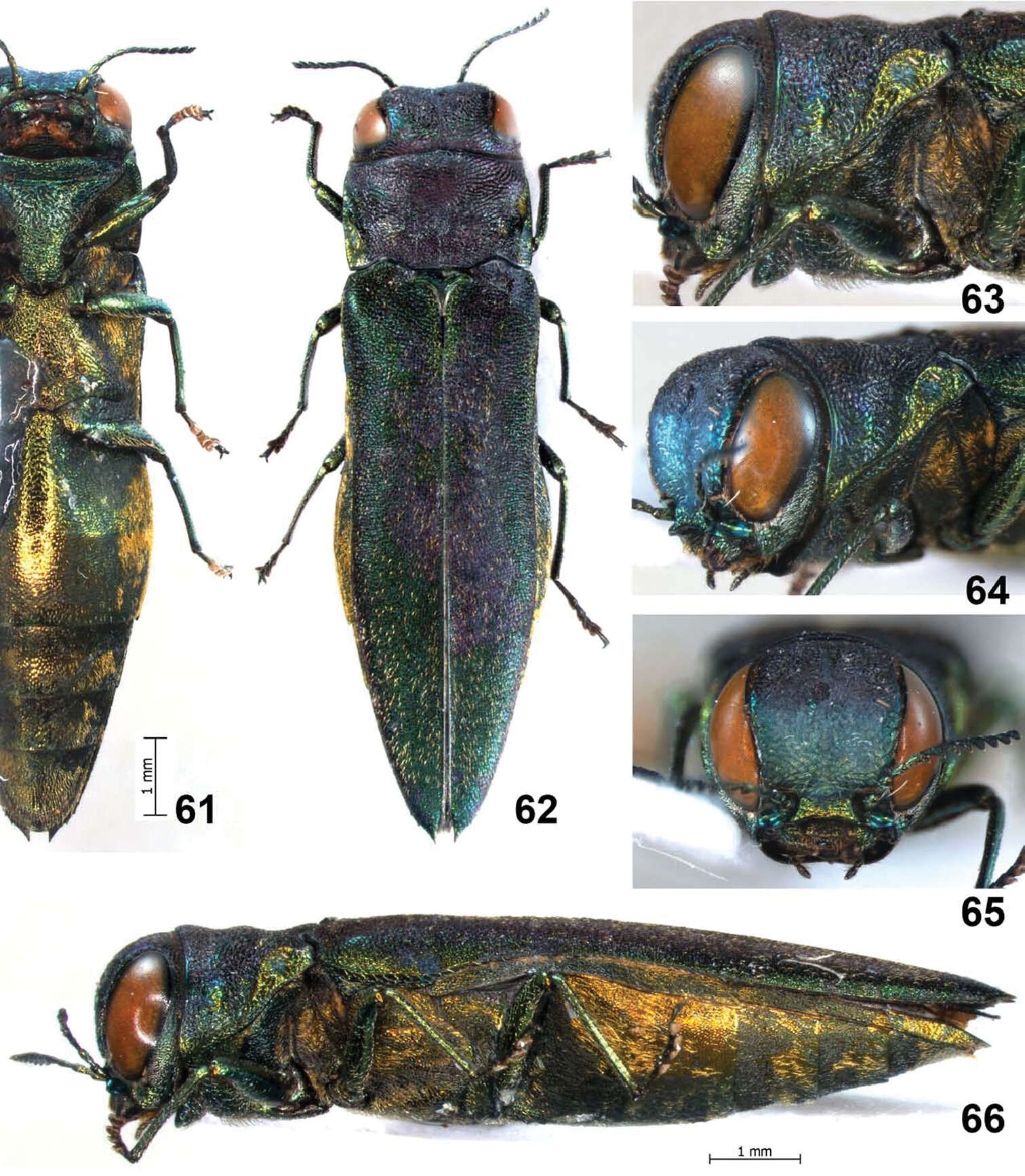 Image of Agrilus spineus Jendek & Chamorro