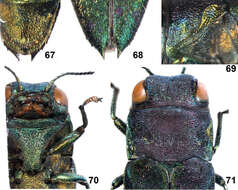 Image of Agrilus spineus Jendek & Chamorro