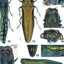 Image of Agrilus tomentipennis Jendek & Chamorro