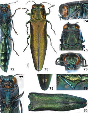 Слика од Agrilus tomentipennis Jendek & Chamorro