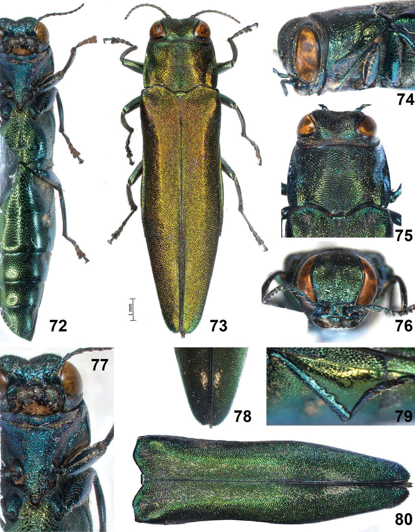 Image of Agrilus tomentipennis Jendek & Chamorro