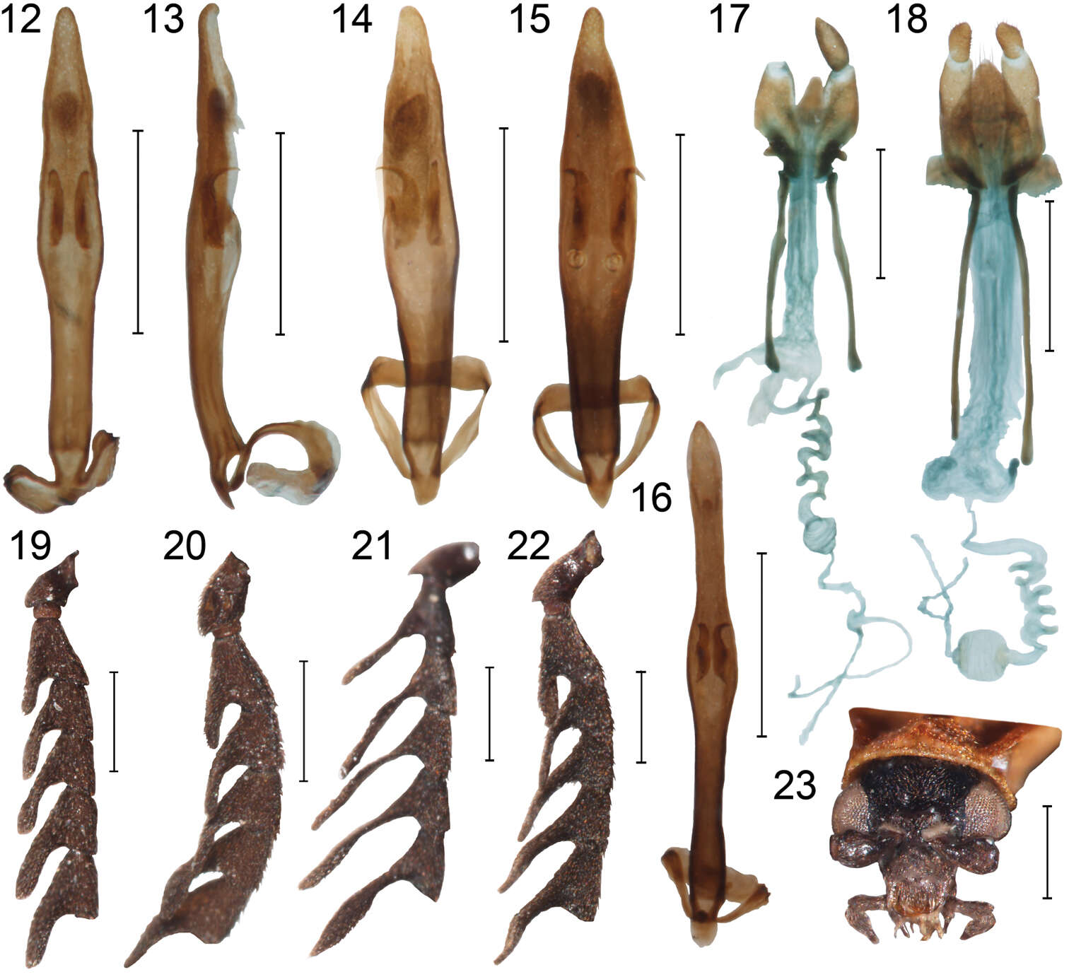 Image of Cautires sukosarensis Bocak