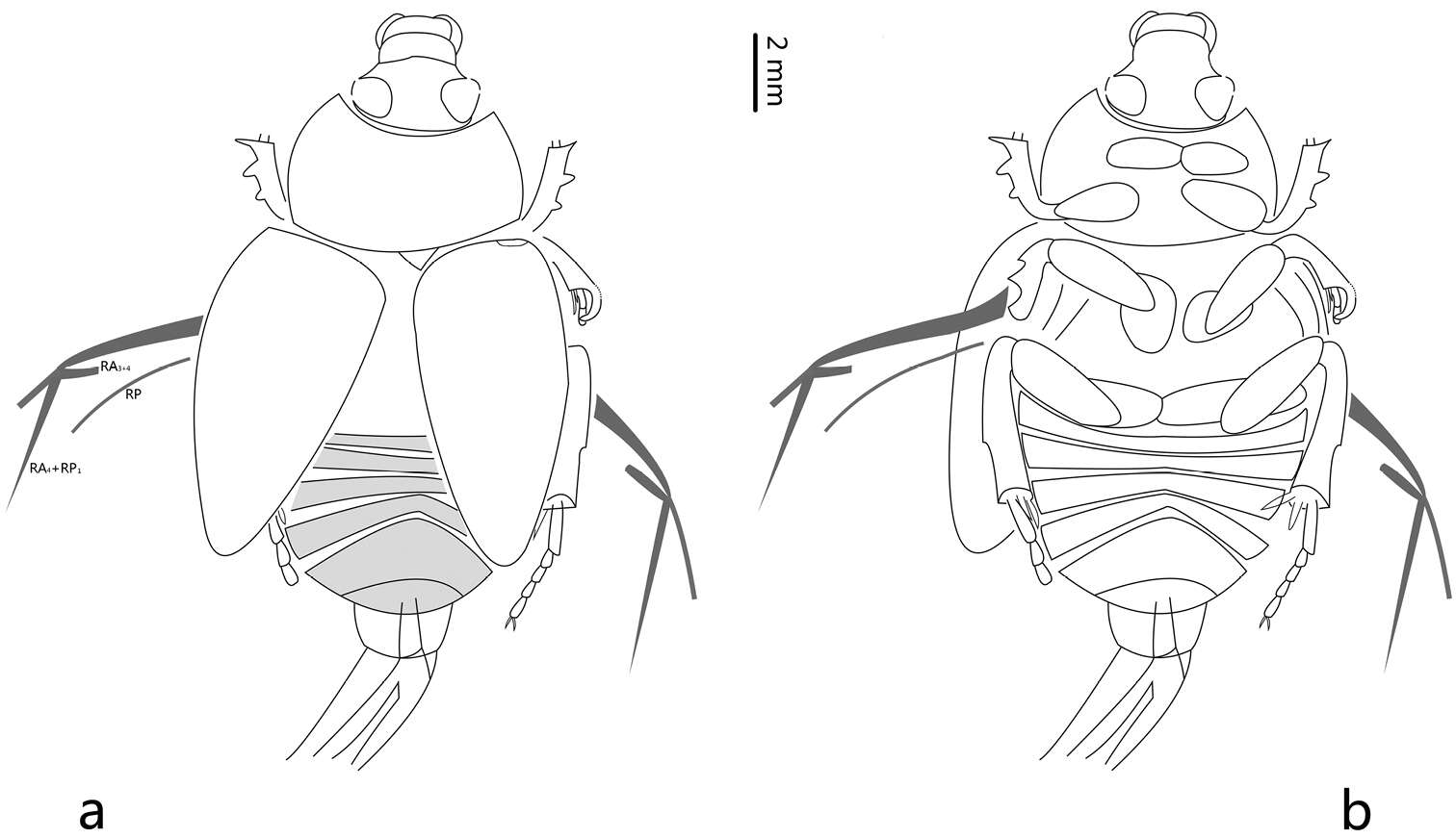 Image de <i>Cretohypna cristata</i> Yan, Nikolajev & Ren 2012