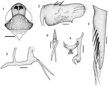 Image of Paraportanus Carvalho & Cavichioli 2009