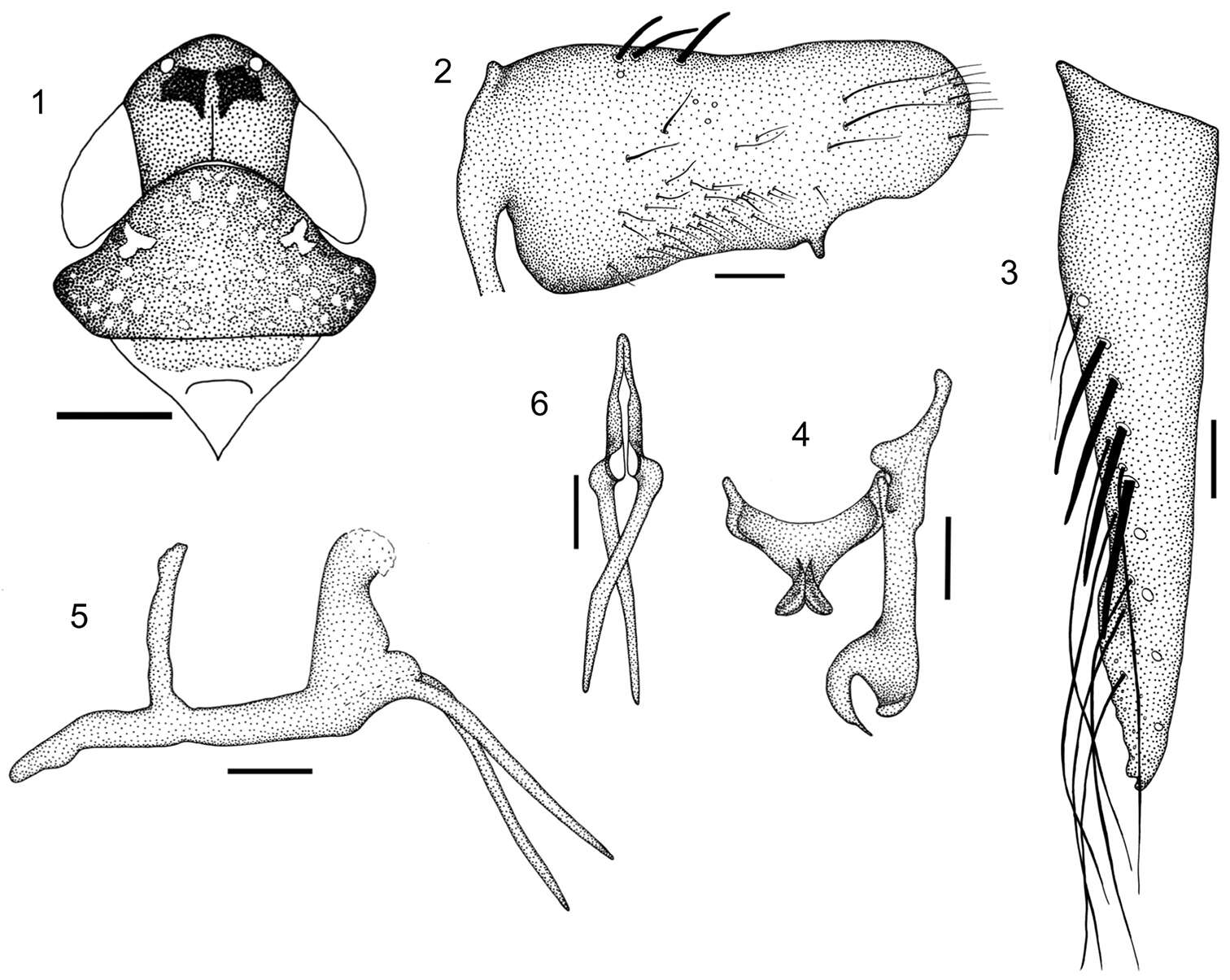 Image of Paraportanus Carvalho & Cavichioli 2009