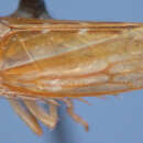 Image of Paraportanus longispinus Carvalho 2012